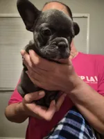 Zeus , a male French Bulldog for sale in Snellville, GA – 2 of 2