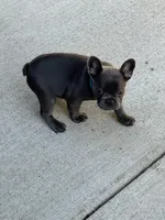 Tater $1000 special, a male French Bulldog for sale in Fairmont, WV – 3 of 3