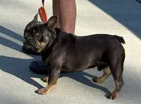 Male 2, a male French Bulldog for sale in Fairmont, WV – 1 of 4