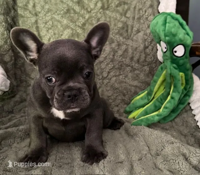 Male 1 – French Bulldog puppy for sale in Fairmont, WV