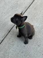 Tot $1000 special, a male French Bulldog for sale in Fairmont, WV – 2 of 3