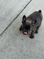 Tot $1000 special, a male French Bulldog for sale in Fairmont, WV – 3 of 3