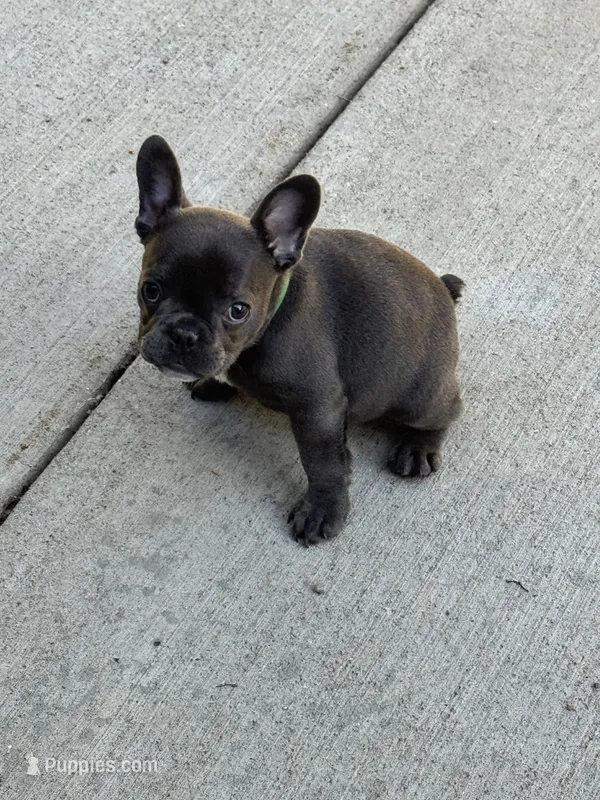 Male 1 – French Bulldog puppy for sale in Fairmont, WV