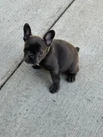 Tot $1000 special, a male French Bulldog for sale in Fairmont, WV – 1 of 3