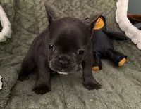 Male 2, a male French Bulldog for sale in Fairmont, WV – 2 of 4