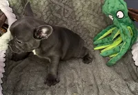 Male 1, a male French Bulldog for sale in Fairmont, WV – 2 of 4