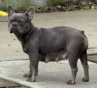 Male 2, a male French Bulldog for sale in Fairmont, WV – 3 of 4
