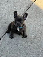 Tater $1000 special, a male French Bulldog for sale in Fairmont, WV – 1 of 3
