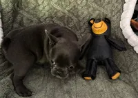 Male 2, a male French Bulldog for sale in Fairmont, WV – 4 of 4