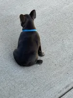Tater $1000 special, a male French Bulldog for sale in Fairmont, WV – 2 of 3