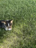 Roper, a male Pembroke Welsh Corgi for sale in Tampico, IL – 9 of 10