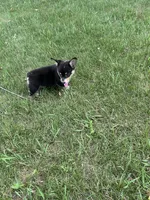 Roxy, a female Pembroke Welsh Corgi for sale in Tampico, IL – 5 of 10