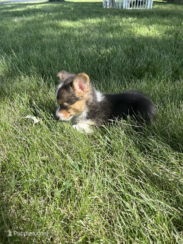 Roper – Pembroke Welsh Corgi puppy for sale in Tampico, IL