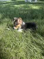 Roper, a male Pembroke Welsh Corgi for sale in Tampico, IL – 1 of 10
