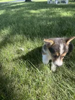 Roper, a male Pembroke Welsh Corgi for sale in Tampico, IL – 2 of 10