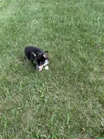 Roxy, a female Pembroke Welsh Corgi for sale in Tampico, IL – 7 of 10