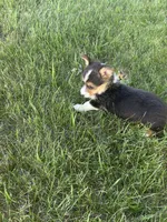 Roper, a male Pembroke Welsh Corgi for sale in Tampico, IL – 7 of 10