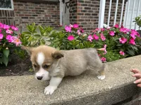 Trex, a male Pembroke Welsh Corgi for sale in Tampico, IL – Photo 3 of 6