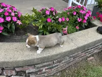 Trex, a male Pembroke Welsh Corgi for sale in Tampico, IL – Photo 5 of 6