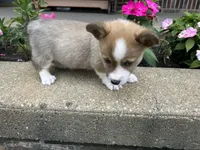 Trex, a male Pembroke Welsh Corgi for sale in Tampico, IL – Photo 6 of 6