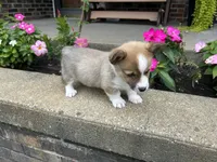 Trex, a male Pembroke Welsh Corgi for sale in Tampico, IL – Photo 1 of 6