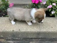 Trex, a male Pembroke Welsh Corgi for sale in Tampico, IL – Photo 2 of 6