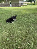 Roxy, a female Pembroke Welsh Corgi for sale in Tampico, IL – 9 of 10