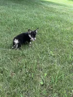 Roxy, a female Pembroke Welsh Corgi for sale in Tampico, IL – 6 of 10