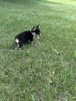 Roxy, a female Pembroke Welsh Corgi for sale in Tampico, IL – 4 of 10