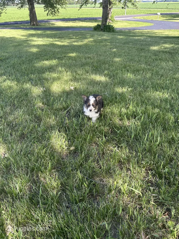 Trixie – Pembroke Welsh Corgi puppy for sale in Tampico, IL