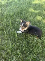 Roper, a male Pembroke Welsh Corgi for sale in Tampico, IL – 5 of 10