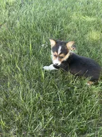 Roper, a male Pembroke Welsh Corgi for sale in Tampico, IL – 6 of 10