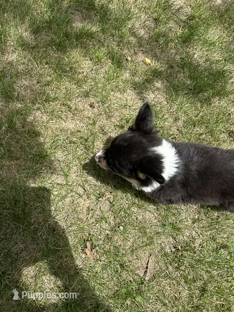 Roxy – Pembroke Welsh Corgi puppy for sale in Tampico, IL