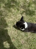 Roxy, a female Pembroke Welsh Corgi for sale in Tampico, IL – 1 of 10