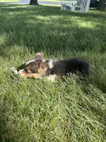 Roper, a male Pembroke Welsh Corgi for sale in Tampico, IL – 3 of 10
