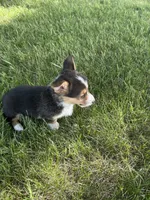 Roper, a male Pembroke Welsh Corgi for sale in Tampico, IL – 4 of 10