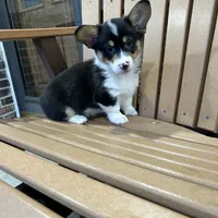 Trixie, a male Pembroke Welsh Corgi for sale in Tampico, IL – Photo 2 of 10