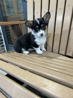 Trixie, a male Pembroke Welsh Corgi for sale in Tampico, IL – Photo 2 of 10