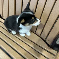 Trixie, a male Pembroke Welsh Corgi for sale in Tampico, IL – Photo 7 of 10