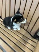 Trixie, a male Pembroke Welsh Corgi for sale in Tampico, IL – Photo 7 of 10