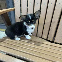 Trixie, a male Pembroke Welsh Corgi for sale in Tampico, IL – Photo 10 of 10