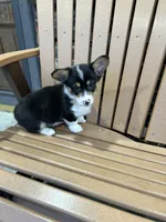 Trixie, a male Pembroke Welsh Corgi for sale in Tampico, IL – Photo 10 of 10