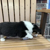 Trixie, a male Pembroke Welsh Corgi for sale in Tampico, IL – Photo 5 of 10