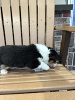 Trixie, a male Pembroke Welsh Corgi for sale in Tampico, IL – Photo 5 of 10