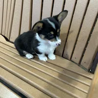 Trixie, a male Pembroke Welsh Corgi for sale in Tampico, IL – Photo 9 of 10