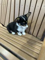 Trixie, a male Pembroke Welsh Corgi for sale in Tampico, IL – Photo 9 of 10