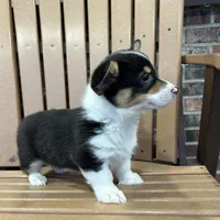 Trixie, a male Pembroke Welsh Corgi for sale in Tampico, IL – Photo 1 of 10