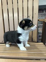 Trixie, a male Pembroke Welsh Corgi for sale in Tampico, IL – Photo 1 of 10