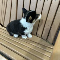 Trixie, a male Pembroke Welsh Corgi for sale in Tampico, IL – Photo 4 of 10