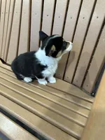 Trixie, a male Pembroke Welsh Corgi for sale in Tampico, IL – Photo 4 of 10